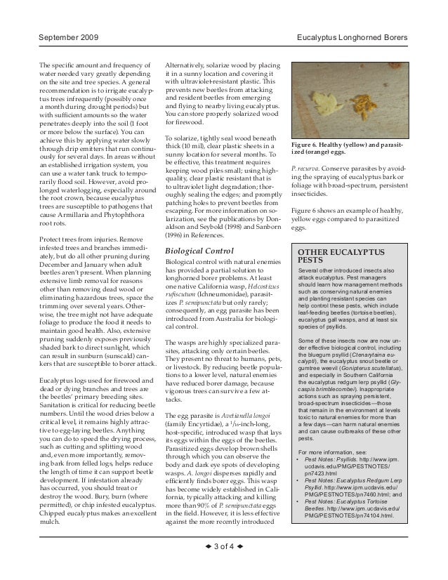 Eucalyptus Longhorned Borers Integrated Pest Management