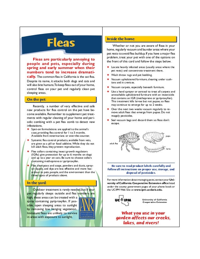Fleas Quick Tips Natural Pest Control