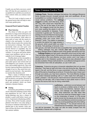 Usually you can find a non-toxic control 
that will drop the pest population to an 
acceptable level, and then you can discon-tinue 
controls while you continue moni-toring. 
Now let’s look in detail at some of 
the general tactics that will help to mini-mize 
many garden pests. 
General Pest-Control Tactics 
■ Plant Selection 
The choice of what you grow will 
determine to a large extent what pests you 
have to deal with. Some plants have al-most 
no pest problems, while others al-most 
seem to come with the insects in-cluded 
in the seed packet. As much as 
possible, choose to grow the varieties that 
are least prone to damage. This doesn’t 
necessarily mean you can’t grow your 
favorite flowers or vegetables, but you 
may need to look for slightly different 
varieties. If you grow pest-prone plants, 
expect more problems, and set your ac-ceptable 
level of damage higher. 
Healthy plants are less susceptible to 
insect attack than unhealthy ones. Try to 
grow plant species and varieties that are 
well-adapted to your climate, soil condi-tions, 
and available light levels. They will 
be more vigorous than those which have to 
struggle to survive. Buy seeds from com-panies 
in your local area—they specialize 
in varieties that should do well. 
Plant a variety of different kinds of 
vegetables and flowers so that no single 
pest can destroy your garden. Diversity in 
the garden encourages a rich mixture of 
pests and predators which can better 
maintain a dynamic balance. 
■ Timing 
Sometimes pest problems in annuals 
can be reduced by planting at times when 
pest populations are low. Fall or early 
spring plantings may have a chance to 
produce a good yield before insects are 
active. Experiment with planting at differ-ent 
times. West of the Cascades, spinach 
planted in the fall or very early spring is 
less prone to leafminer attack than if it is 
planted later in the summer. Early rad-ishes 
will have far fewer worm-holes than 
late summer radishes. 
Cabbage Pests. Besides cabbages themselves, the cabbage (Brassica) 
family includes broccoli, brussels sprouts, kale, and cauliflower. All are 
susceptible to a number of pests that can 
cause serious problems. The cabbage 
maggot is a white, worm-like larva, about 
3/8” long, with a blunt end. Adult flies lay 
eggs in the soil at the base of the plant 
stem. The maggots tunnel into the stems 
and roots causing the plants to wilt and 
become susceptible to diseases. Pupae 
overwinter in garden soil. The best control 
strategy is to prevent flies from laying eggs. 
The surest way to do this is to rotate your 
cabbage crops and cover them with 
Reemay™ tents. The rotation is essential 
to protect the plants from eggs already in 
Cabbage Looper 
the ground, which would hatch out under 
the tents. Fall plantings of broccoli, brus-sels 
Some Common Garden Pests 
sprouts, and kale should be less susceptible than spring plantings. 
Wilting cabbages may also indicate club root, a fungal disease. 
Rotating cabbage plants to different parts of the garden will reduce club root. 
Cabbage loopers are light green caterpillars which loop as they walk. 
They eat large ragged holes in the leaves and bore into developing heads. 
Hand picking is the most effective non-toxic control, and it can make a 
sizeable dent in the infestation quickly. Pheromone (sex attractant) traps 
are also available. If these methods fail, B.t. is an effective biological control, 
but remember that it kills all caterpillars, so use it with care. 
Cutworms. Cutworms are gray or brownish caterpillars that curl up when 
disturbed. They feed at night and hide in the soil during the day. Eggs are 
layed in the soil, and the larva or pupa overwinters in the soil. Cutworms 
slice off the stems of seedlings at soil level. If it looks like a lawn mower went 
through your plants, you may have cutworms. The most effective strategy 
is to protect individual seedlings with a 3” collar made from stiff paper or 
plastic, pressed 1” into the ground. Hand removal of cutworms from plants 
or nearby soil will help. Use a hand trowel to push aside mulch or soil to 
expose the worms that may be hiding underneath. 
Leafminer Damage 
Leafminers. Leafminers tunnel between leaf 
layers to produce a telltale series of white or 
brown tracks and blotches. Spinach, beets, 
turnips, and cabbage are especially vulner-able. 
Adult leafminers are little black flies 
which lay their white bar-shaped eggs in rows 
on the undersides of leaves. It is the larvae 
which tunnel into the leaves and do the dam-age. 
The most effective control is to screen out 
the fly by covering seedlings with a fine netting, 
such as Reemay.™ You should remove any 
infested leaves immediately; often a good crop 
can still be harvested. The eggs can also be easily scraped from the 
undersides of leaves with a fingernail. 
 