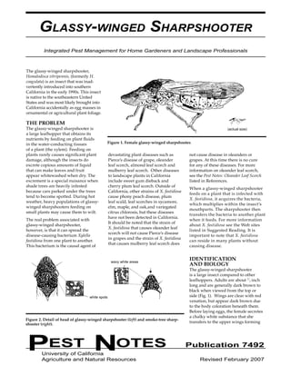 PEST NOTES Publication 7492 
University of California 
Agriculture and Natural Resources Revised February 2007 
GLASSY-WINGED SHARPSHOOTER 
Integrated Pest Management for Home Gardeners and Landscape Professionals 
The glassy-winged sharpshooter, Homalodisca vitripennis, (formerly H. coagulata) is an insect that was inadvertently introduced into southern California in the early 1990s. This insect is native to the southeastern United States and was most likely brought into California accidentally as egg masses in ornamental or agricultural plant foliage. 
THE PROBLEM 
The glassy-winged sharpshooter is a large leafhopper that obtains its nutrients by feeding on plant fluids in the water-conducting tissues of a plant (the xylem). Feeding on plants rarely causes significant plant damage, although the insects do excrete copious amounts of liquid that can make leaves and fruit appear whitewashed when dry. The excrement is a special nuisance when shade trees are heavily infested because cars parked under the trees tend to become spotted. During hot weather, heavy populations of glassy- winged sharpshooters feeding on small plants may cause them to wilt. 
The real problem associated with glassy-winged sharpshooter, however, is that it can spread the disease-causing bacterium Xylella fastidiosa from one plant to another. This bacterium is the causal agent of devastating plant diseases such as Pierce’s disease of grape, oleander leaf scorch, almond leaf scorch and mulberry leaf scorch. Other diseases to landscape plants in California include sweet gum dieback and cherry plum leaf scorch. Outside of California, other strains of X. fastidiosa cause phony peach disease, plum leaf scald, leaf scorches in sycamore, elm, maple, and oak,and variegated citrus chlorosis, but these diseases have not been detected in California. It should be noted that the strain of X. fastidiosa that causes oleander leaf scorch will not cause Pierce’s disease in grapes and the strain of X. fastidiosa that causes mulberry leaf scorch does not cause disease in oleanders or grapes. At this time there is no cure for any of these diseases. For more information on oleander leaf scorch, see the Pest Notes: Oleander Leaf Scorch listed in References. 
When a glassy-winged sharpshooter feeds on a plant that is infected with X. fastidiosa, it acquires the bacteria, which multiplies within the insect’s mouthparts. The sharpshooter then transfers the bacteria to another plant when it feeds. For more information about X. fastidiosa see the Web sites listed in Suggested Reading. It is important to note that X. fastidiosa can reside in many plants without causing disease. 
IDENTIFICATION 
AND BIOLOGY 
The glassy-winged sharpshooter is a large insect compared to other leafhoppers. Adults are about 1⁄2 inch long and are generally dark brown to black when viewed from the top or side (Fig. 1). Wings are clear with red venation, but appear dark brown due to the body coloration beneath them. Before laying eggs, the female secretes a chalky white substance that she transfers to the upper wings forming 
Figure 2. Detail of head of glassy-winged sharpshooter (left) and smoke-tree sharpshooter (right). 
Figure 1. Female glassy-winged sharpshooter. 
wavy white areas 
white spots 
(actual size)  