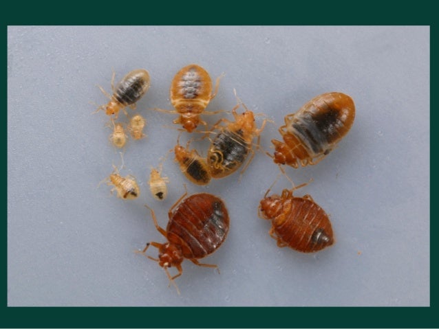 How Small Is A Bed Bug Egg How Small Is A Bed Bug Egg