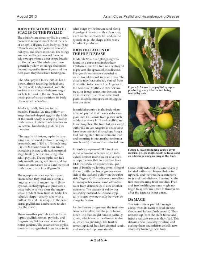 Asian Citrus Psyllid and Huanglongbing Disease Integrated Pest Manage…