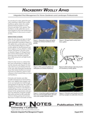 Hackberry Woolly Aphid 
Integrated Pest Management for Home Gardeners and Landscape Professionals 
An introduced woolly aphid (Shivaphis 
celti), sometimes called Asian woolly 
hackberry aphid, infests the widely 
planted Chinese hackberry (Celtis 
sinensis) and other Celtis species. This 
hackberry woolly aphid also occurs 
from Florida to Texas and northward to 
at least Illinois. It also occurs in much 
of Asia. 
IDENTIFICATION 
Often the first observed sign of a hack-berry 
woolly aphid infestation is the 
sticky honeydew it produces (Figure 1). 
The aphids also secrete pale wax, which 
covers their bodies (Figure 2). These 
woolly aphids on shoot terminals and 
leaves appear as fuzzy, bluish or white 
masses, each about 1/10 inch or less 
in diameter (Figure 3). Winged forms 
have distinct black borders along the 
forewing veins and their antennae 
have alternating dark and light bands 
(Figure 4). 
Check for the insects to confirm that 
the cause of honeydew is aphids and 
not the citricola scale (Figure 5). Citri-cola 
scale (Coccus pseudomagnoliarum) 
is the only other honeydew-producing 
insect that infests hackberry at annoy-ing 
levels in California, and it is most 
common in the Central Valley on citrus 
and hackberry. 
Citricola scale females and older 
nymphs (immatures) are brownish to 
gray, oval, slightly dome shaped, and 
occur on twig bark from fall through 
spring (Figure 6). Because the scales are 
immobile most of their life and their 
mottled gray to brown color blends in 
with bark, these scales are easily over-looked. 
In the spring female scales pro-duce 
tiny flattened, orangish nymphs 
that settle and feed on the underside 
of leaves during spring and summer, 
then move in fall to overwinter on bark. 
Figure 1. Honeydew drops and aphid 
nymphs on Chinese hackberry fruit 
petiole. 
Figure 2. Winged adult woolly hack-berry 
aphid. 
Figure 3. Wax-covered aphids and 
honeydew on Chinese hackberry. 
Figure 4. Dark antenna and wing marks 
on a hackberry woolly aphid. 
Figure 5. A just-born aphid nymph (cen-ter), 
wax-covered aphid adult, and citri-cola 
scale nymphs (bottom right). 
Figure 6. Citricola scale females on twig 
and tiny nymphs on underside of leaves. 
PEST NOTES Publication 74111 
Statewide Integrated Pest Management Program August 2014 
 