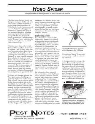PEST NOTES Publication 7488 
University of California 
Agriculture and Natural Resources revised May 2006 
Hobo Spider 
The hobo spider, Tegenaria agrestis, is a European immigrant that has only been implicated as a potentially poisonous spider in the United States since the 1980s (Fig. 1). Another name commonly used for this spider is the aggressive house spider (although this spider is not aggressive). However, in seeking name stability, the American Arachnological Society has chosen “hobo spider” as the spider’s official common name. The name “hobo” is linked to the spider’s presumed spread to distant cities via the railways. 
The hobo spider does not live in California and has never been documented in the state. There are many cases, however, of common related spiders being misidentified as hobo spiders by the general public and even by pest control operators. In North America, this spider lives in the Pacific Northwest from British Columbia east to Montana, Wyoming and Colorado and south through Oregon and northern Utah, so it is conceivable that its range may extend into the northernmost areas of California. However, there have been no documented verifications by a qualified arachnologist (spider specialist) to date. 
Although once common in Seattle, the hobo spider apparently is being competitively displaced by another European Tegenaria (TEJ-in-Er-ee-uh) species so that it is now difficult (but not impossible) to find hobo spiders in Seattle. Hobo spiders are more common further east and are easily found around Salt Lake City, Utah. Interest in this spider has been growing in California because it supposedly causes necrotic (rotting flesh) wounds similar to brown recluse bites, another spider that does not occur in California. (For more information on the brown recluse, see Pest Notes: Brown Recluse and Other Recluse Spiders, listed in “Suggested Reading.”) Some 
Figure 1. Funnel web of an agelenid spider between bricks in a wall. Note hole at top, where spider often waits. members of the California medical community have read about the hobo spider and the effects of its venom and have started to diagnose hobo spider bites without proof of the spider. The purpose of this Pest Note is to offer current information on the status of the hobo spider in California. 
IDENTIFICATION 
The hobo spider is a member of the spider family Agelenidae, a common group that has many species throughout California and the United States. Agelenid spiders can have very dense populations in certain habitats. The members of this family construct a snare referred to as a funnel web, which is a trampolinelike, horizontal web constricting back into a funnel or hole (Fig. 2). The web is typically found in a crack between bricks or under wood, stones, or vegetation. The spider waits in the mouth of the funnel for prey to fall onto the horizontal surface, and then it rushes out, grabs the prey, and takes it back to its funnel to consume. If you go outside on a dewy morning, you can often see many of these funnel webs. 
The hobo spider shares traits with many of its relatives in the Agelenidae family, including coloration and web- building characteristics. It is a brown spider about 1/4 to 5/8 inch in body length and lives in a funnel web. There are dozens of similar looking spider species in California that build funnel webs, including members of the genera Agelenopsis (2 species), Calilena (13 species), Hololena (21 species), Novalena (4 species), and Rualena (8 species). There is even a unique wolf spider genus, Sosippus (1 species), in California that, unlike its free-hunting relatives, builds a funnel web. Therefore, if you see a funnel web in California, there are many other spiders you should suspect before even considering the hobo spider as a possibility. None of these species causes necrotic wounds or serious injury to humans. 
To distinguish funnel-weaving spider species, the arachnid’s reproductive structures must be examined, a task that requires the skills of a qualified arachnologist. Each spider species has a distinctive “lock and key” design of the male and female reproductive organs. Through evolution, the physical features of the males and females have become unique for each species and hence are used by arachnologists for 
Integrated Pest Management in and Around the Home 
Figure 1. The hobo spider, Tegenaria agrestis, does not live in California.  
