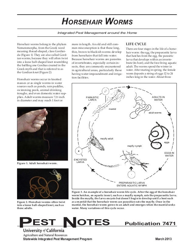 Horsehair Worms Integrated Pest Management