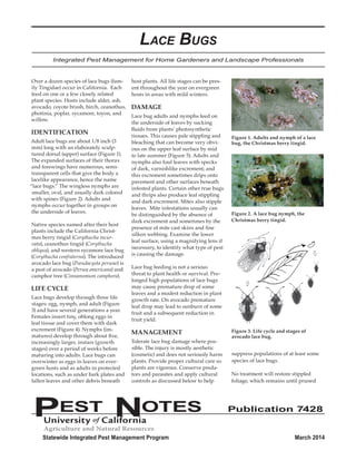 Lace Bugs 
Integrated Pest Management for Home Gardeners and Landscape Professionals 
Over a dozen species of lace bugs (fam-ily 
Tingidae) occur in California. Each 
feed on one or a few closely related 
plant species. Hosts include alder, ash, 
avocado, coyote brush, birch, ceanothus, 
photinia, poplar, sycamore, toyon, and 
willow. 
IDENTIFICATION 
Adult lace bugs are about 1/8 inch (3 
mm) long with an elaborately sculp-tured 
dorsal (upper) surface (Figure 1). 
The expanded surfaces of their thorax 
and forewings have numerous, semi-transparent 
cells that give the body a 
lacelike appearance, hence the name 
“lace bugs.” The wingless nymphs are 
smaller, oval, and usually dark colored 
with spines (Figure 2). Adults and 
nymphs occur together in groups on 
the underside of leaves. 
Native species named after their host 
plants include the California Christ-mas 
berry tingid (Corythucha incur-vata), 
ceanothus tingid (Corythucha 
obliqua), and western sycamore lace bug 
(Corythucha confraterna). The introduced 
avocado lace bug (Pseudacysta perseae) is 
a pest of avocado (Persea americana) and 
camphor tree (Cinnamomum camphora). 
LIFE CYCLE 
Lace bugs develop through three life 
stages: egg, nymph, and adult (Figure 
3) and have several generations a year. 
Females insert tiny, oblong eggs in 
leaf tissue and cover them with dark 
excrement (Figure 4). Nymphs (im-matures) 
develop through about five, 
increasingly larger, instars (growth 
stages) over a period of weeks before 
maturing into adults. Lace bugs can 
overwinter as eggs in leaves on ever-green 
hosts and as adults in protected 
locations, such as under bark plates and 
fallen leaves and other debris beneath 
host plants. All life stages can be pres-ent 
throughout the year on evergreen 
hosts in areas with mild winters. 
DAMAGE 
Lace bug adults and nymphs feed on 
the underside of leaves by sucking 
fluids from plants’ photosynthetic 
tissues. This causes pale stippling and 
bleaching that can become very obvi-ous 
on the upper leaf surface by mid 
to late summer (Figure 5). Adults and 
nymphs also foul leaves with specks 
of dark, varnishlike excrement; and 
this excrement sometimes drips onto 
pavement and other surfaces beneath 
infested plants. Certain other true bugs 
and thrips also produce leaf stippling 
and dark excrement. Mites also stipple 
leaves. Mite infestations usually can 
be distinguished by the absence of 
dark excrement and sometimes by the 
presence of mite cast skins and fine 
silken webbing. Examine the lower 
leaf surface, using a magnifying lens if 
necessary, to identify what type of pest 
is causing the damage. 
Lace bug feeding is not a serious 
threat to plant health or survival. Pro-longed 
high populations of lace bugs 
may cause premature drop of some 
leaves and a modest reduction in plant 
growth rate. On avocado premature 
leaf drop may lead to sunburn of some 
fruit and a subsequent reduction in 
fruit yield. 
MANAGEMENT 
Tolerate lace bug damage where pos-sible. 
The injury is mostly aesthetic 
(cosmetic) and does not seriously harm 
plants. Provide proper cultural care so 
plants are vigorous. Conserve preda-tors 
and parasites and apply cultural 
controls as discussed below to help 
Figure 1. Adults and nymph of a lace 
bug, the Christmas berry tingid. 
Figure 2. A lace bug nymph, the 
Christmas berry tingid. 
Figure 3. Life cycle and stages of 
avocado lace bug. 
suppress populations of at least some 
species of lace bugs. 
No treatment will restore stippled 
foliage, which remains until pruned 
PEST NOTES Publication 7428 
Statewide Integrated Pest Management Program March 2014 
 