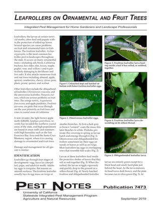 PEST NOTES Publication 7473 
University of California 
Statewide Integrated Pest Management Program 
Agriculture and Natural Resources September 2010 
Leafrollers, the larvae of certain tortricid moths, often feed and pupate within the protection of rolled-up leaves. Several species can cause problems on fruit and ornamental trees in California. The fruittree leafroller, Archips argyrospila, is the most common leafroller pest in landscapes throughout the state. It occurs on many ornamental trees—including ash, birch, California buckeye, box elder, elm, locust, maple, poplar, rose, and willow—and is particularly damaging to deciduous and live oaks. It also attacks numerous fruit and nut trees including almond, apple, apricot, caneberries, cherry, citrus, pear, plum, prune, quince, and walnut. 
Other leafrollers include the obliquebanded leafroller, Choristoneura rosaceana, and the omnivorous leafroller, Platynota stultana, which are serious problems on fruit trees. The orange tortrix, Argyrotaenia franciscana, and apple pandemis, Pandemis pyrusana, are pests that occur throughout the year primarily on fruit trees and vines in coastal areas of California. 
A new invader, the light brown apple moth (LBAM), Epiphyas postvittana, recently has invaded the northern coastal areas of the state, and high populations are found in areas with cool summers with high humidity such as the San Francisco Bay Area and the Santa Cruz- Monterey region, where it is causing damage to ornamental and fruit trees. 
Damage and management for all species is similar. 
IDENTIFICATION 
Leafrollers go through four stages of development—egg, larva (or caterpillar), pupa, and adult (or moth). Adults lay eggs in irregular, flat masses on smooth surfaces. The fruittree leafroller usually lays its egg mass on twigs or smaller branches. At first a dark gray or brown “cement” coats the mass; this later bleaches to white. Pinholes perforate this covering in spring as larvae hatch and emerge through it (Fig. 1). Omnivorous and obliquebanded leafrollers sometimes lay their eggs on weeds or leaves as well as on twigs. Most leafrollers lay eggs in overlapping rows that resemble fish scales (Fig. 2). 
Larvae of these leafrollers feed inside the protective shelter of leaves that they roll or web together (Fig. 3). When disturbed, the larvae wriggle vigorously and quickly drop to the ground on a silken thread (Fig. 4). Newly hatched fruittree and obliquebanded leafroller larvae are entirely green except for a black head and small, hard plate just behind the head. As the larva matures, its head turns dark brown, and the plate becomes tan to olive green (Fig. 5). At 
Integrated Pest Management for Home Gardeners and Landscape Professionals 
Leafrollers on Ornamental and Fruit Trees 
Figure 1. Unhatched (top) and hatched (at bottom with holes) fruittree leafroller eggs. 
Figure 2. Omnivorous leafroller eggs. 
Figure 3. Fruittree leafroller larva feeding inside a leaf it has rolled, or webbed, together. 
Figure 4. Fruittree leafroller larva descending on its silken thread. 
Figure 5. Obliquebanded leafroller larva.  