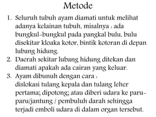 1. Seluruh tubuh ayam diamati untuk melihat
adanya kelainan tubuh, misalnya : ada
bungkul-bungkul pada pangkal bulu, bulu
disekitar kloaka kotor, bintik kotoran di depan
lubang hidung.
2. Daerah sekitar lubang hidung ditekan dan
diamati apakah ada cairan yang keluar.
3. Ayam dibunuh dengan cara :
dislokasi tulang kepala dan tulang leher
pertama; dipotong; atau diberi udara ke paru-
paru/jantung / pembuluh darah sehingga
terjadi emboli udara di dalam organ tersebut.
Metode
 