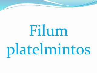 Filum
platelmintos
 