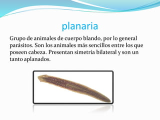 planaria
Grupo de animales de cuerpo blando, por lo general
parásitos. Son los animales más sencillos entre los que
poseen cabeza. Presentan simetría bilateral y son un
tanto aplanados.
 