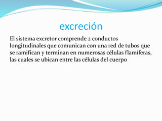 excreción
El sistema excretor comprende 2 conductos
longitudinales que comunican con una red de tubos que
se ramifican y terminan en numerosas células flamíferas,
las cuales se ubican entre las células del cuerpo
 