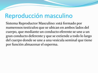 Reproducción masculino
Sistema Reproductor Masculino: está formado por
numerosos testículos que se ubican en ambos lados del
cuerpo, que mediante un conducto eferente se une a un
gran conducto deferente y que se extiende a todo lo largo
del cuerpo donde se une a una vesícula seminal que tiene
por función almacenar el esperma.
 