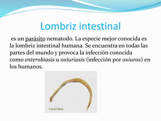 Lombriz intestinal
es un parásito nematodo. La especie mejor conocida es
la lombriz intestinal humana. Se encuentra en todas las
partes del mundo y provoca la infección conocida
como enterobiasis u oxiuriasis (infección por oxiuros) en
los humanos.
 