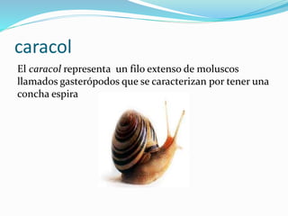 caracol
El caracol representa un filo extenso de moluscos
llamados gasterópodos que se caracterizan por tener una
concha espira
 
