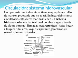 Circulación: sistema hidrovascular
Uno pensaría que todo animal tiene sangre y las estrellas
de mar son prueba de que no es así. En lugar del sistema
circulatorio, estos seres marinos tienen un sistema
hidrovascular mediante el cual bombean agua a través
de placas porosas –llamadas madreporitas– hasta llegar
a los pies tubulares, lo que les permite garantizar sus
necesidades nutricionales.
 