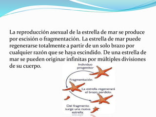La reproducción asexual de la estrella de mar se produce
por escisión o fragmentación. La estrella de mar puede
regenerarse totalmente a partir de un solo brazo por
cualquier razón que se haya escindido. De una estrella de
mar se pueden originar infinitas por múltiples divisiones
de su cuerpo.
 