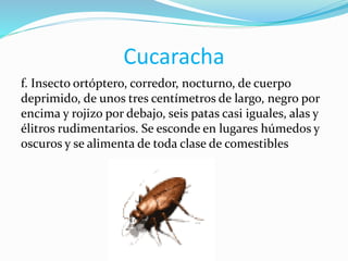 Cucaracha
f. Insecto ortóptero, corredor, nocturno, de cuerpo
deprimido, de unos tres centímetros de largo, negro por
encima y rojizo por debajo, seis patas casi iguales, alas y
élitros rudimentarios. Se esconde en lugares húmedos y
oscuros y se alimenta de toda clase de comestibles
 