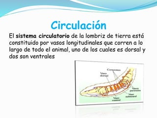Circulación
El sistema circulatorio de la lombriz de tierra está
constituido por vasos longitudinales que corren a lo
largo de todo el animal, uno de los cuales es dorsal y
dos son ventrales
 