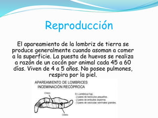 Reproducción
El apareamiento de la lombriz de tierra se
produce generalmente cuando asoman a comer
a la superficie. La puesta de huevos se realiza
a razón de un cocón por animal cada 45 a 60
días. Viven de 4 a 5 años. No posee pulmones,
respira por la piel.
 