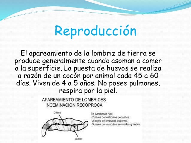 Que es mejor la medicina contra las lombrices para la persona