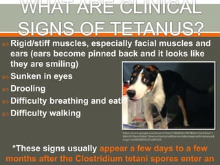 what are the signs of tetanus in a dog