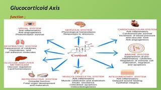 Glucocorticoid Axis
function ;
 