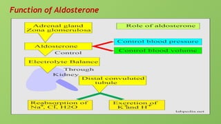 Function of Aldosterone
 