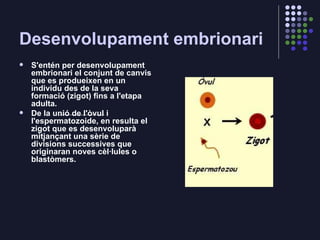 Desenvolupament embrionari <ul><li>S'entén per desenvolupament embrionari el conjunt de canvis que es produeixen en un ind...