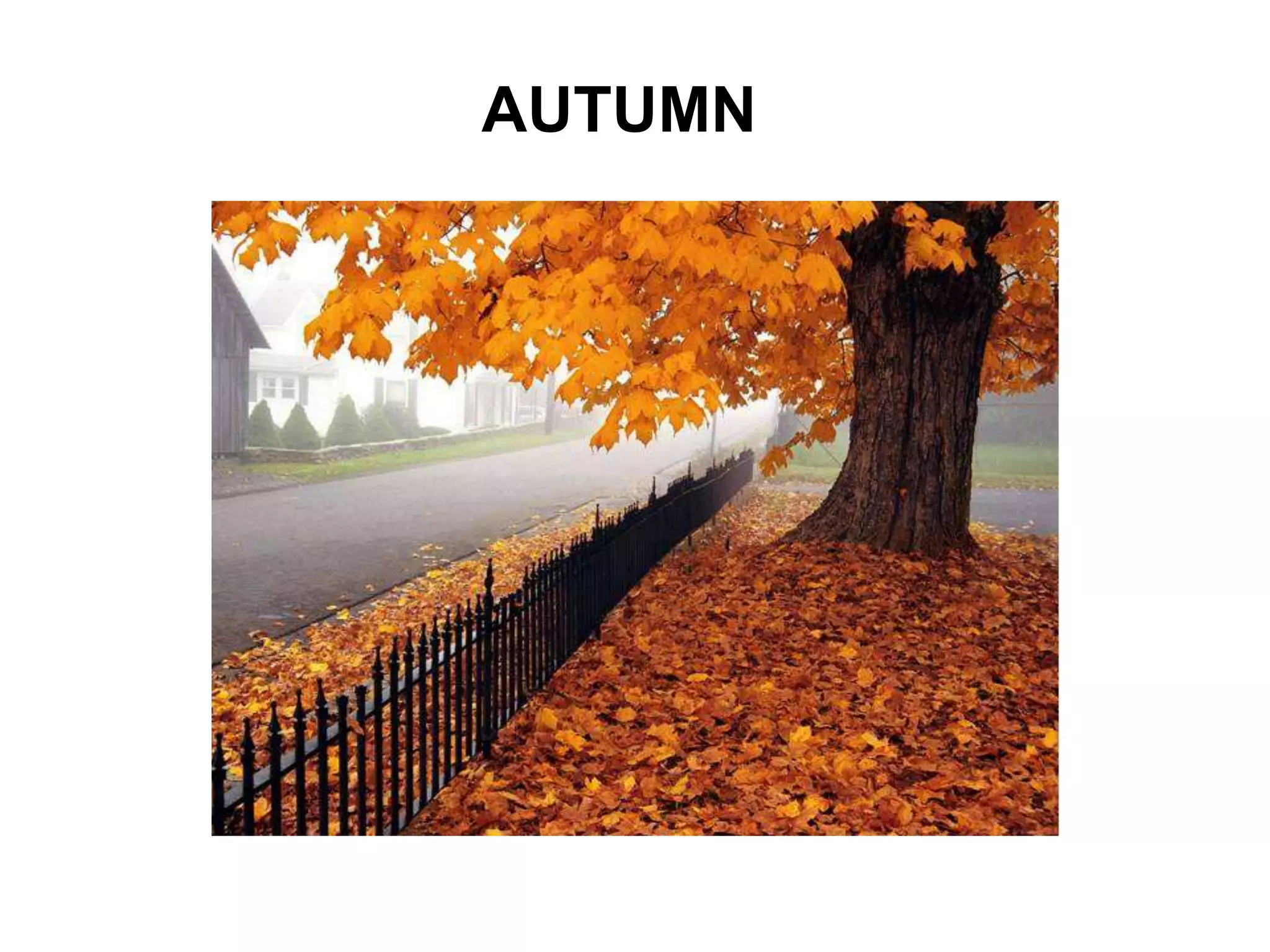 AUTUMN