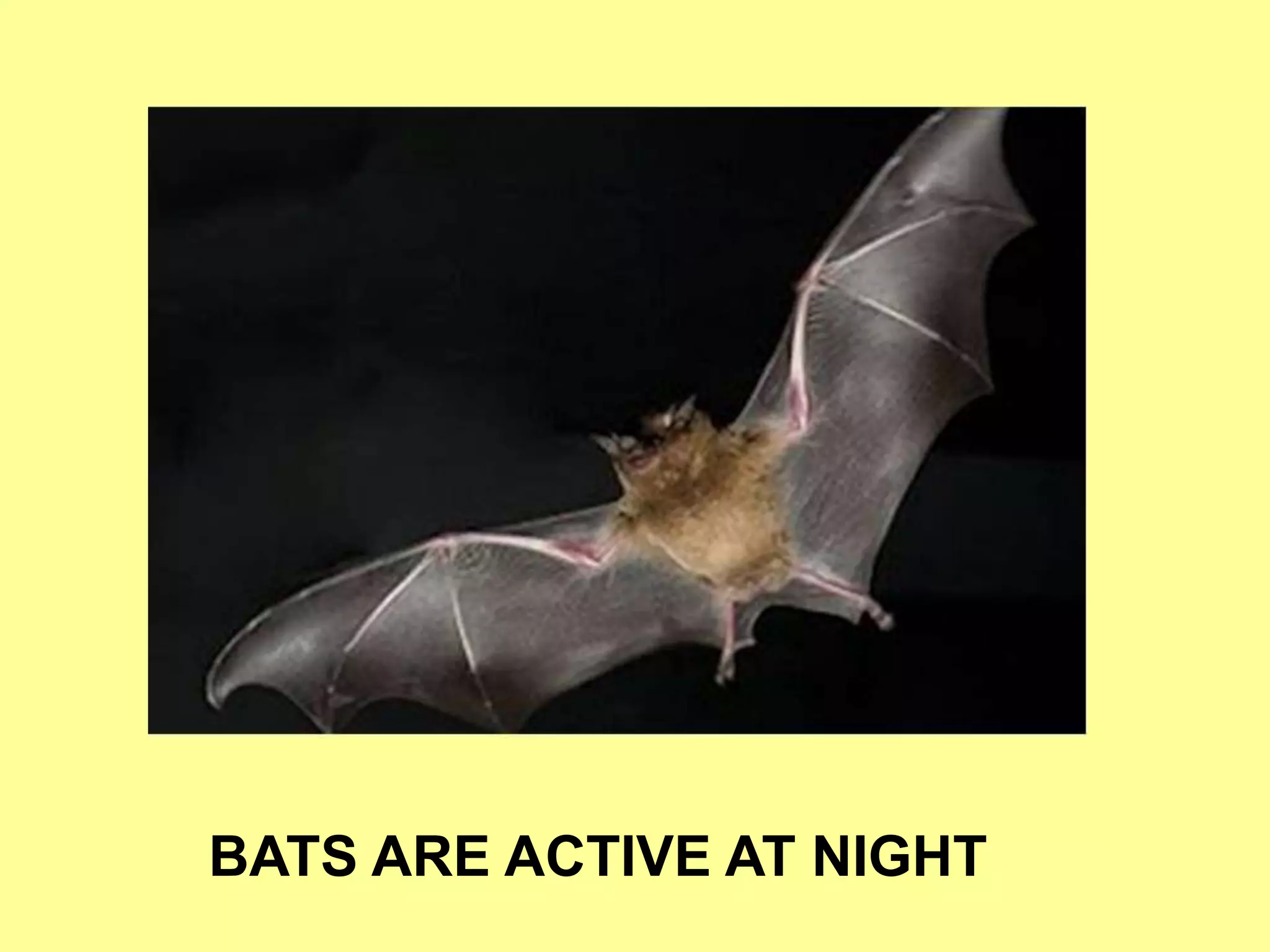 BATS ARE ACTIVE AT NIGHT