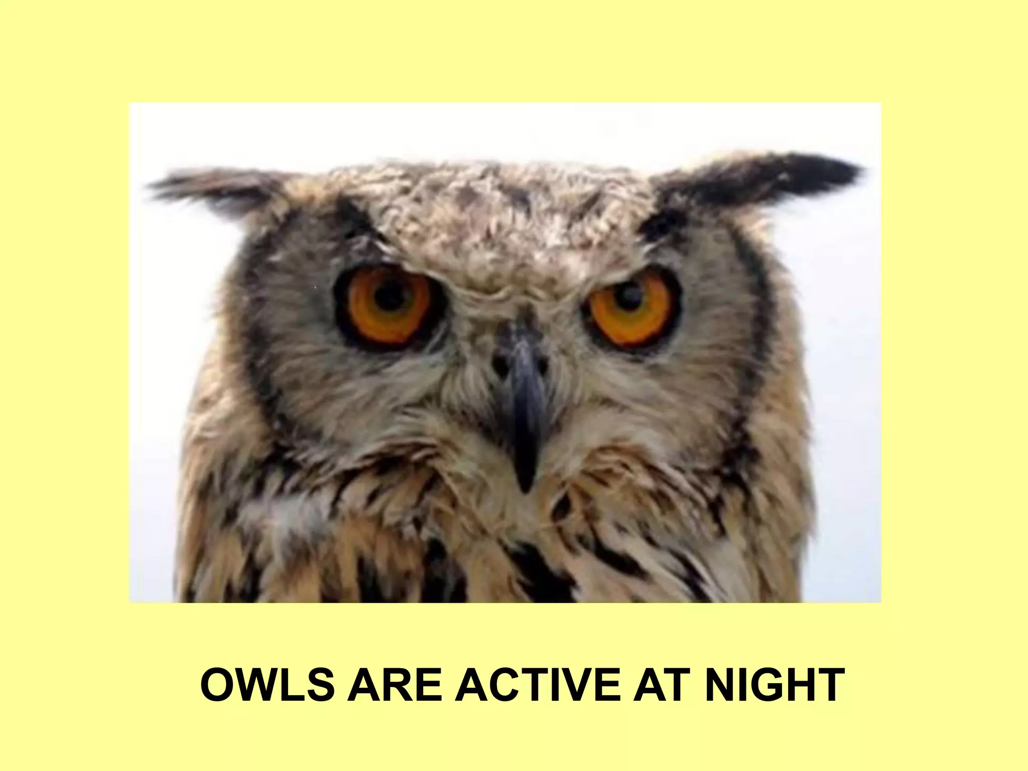 OWLS ARE ACTIVE AT NIGHT