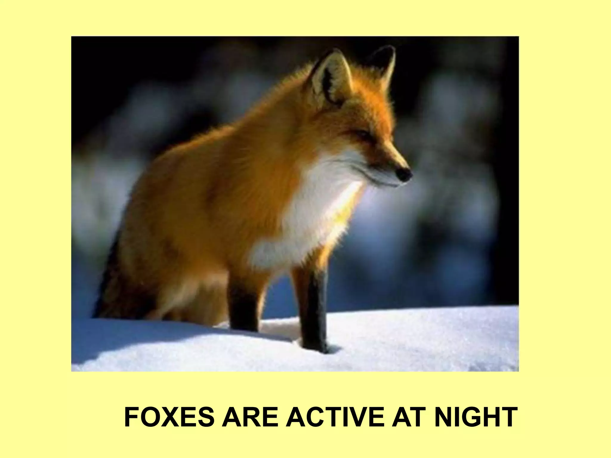 FOXES ARE ACTIVE AT NIGHT