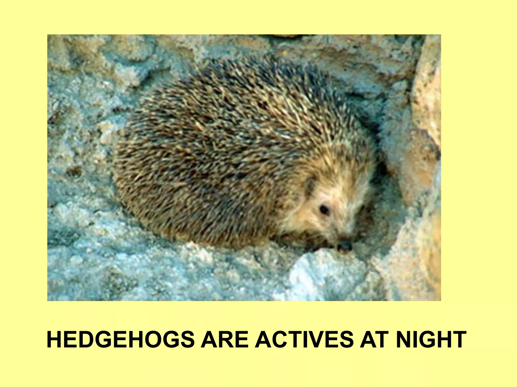 HEDGEHOGS ARE ACTIVES AT NIGHT