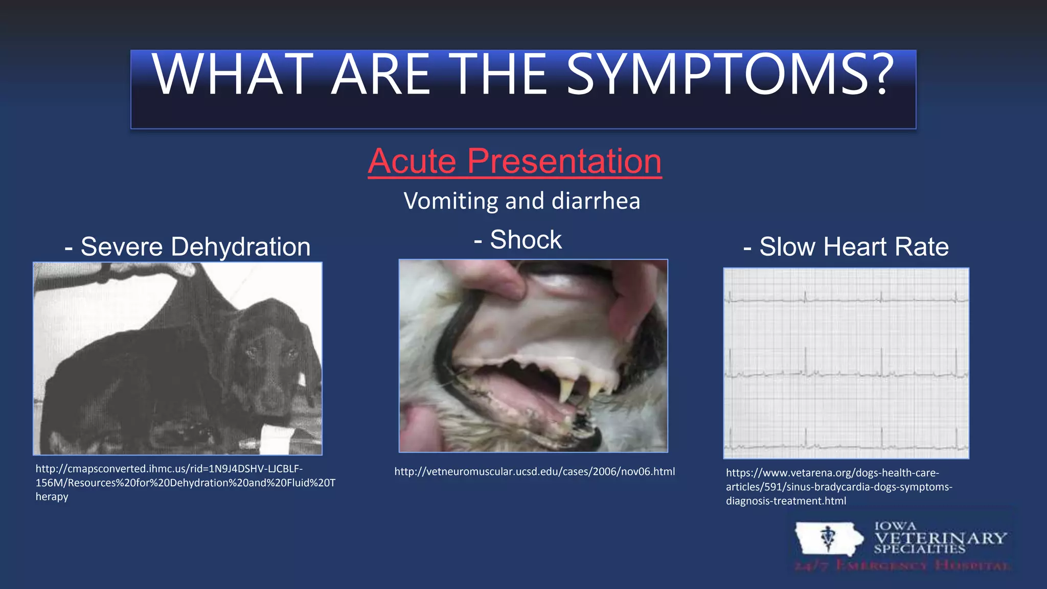 Canine Hypoadrenocorticism | PPTX
