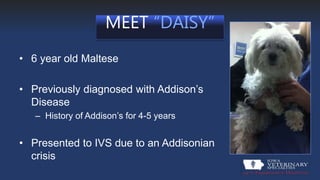 Canine Hypoadrenocorticism | PPTX