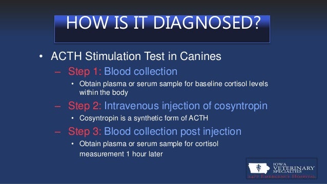 test and problems heart e Hypoadrenocorticism Canine test and problems heart e Hypoadrenocorticism Canine