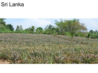 Sri Lanka
 