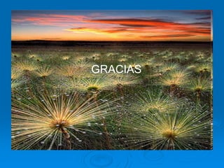 GRACIAS
 