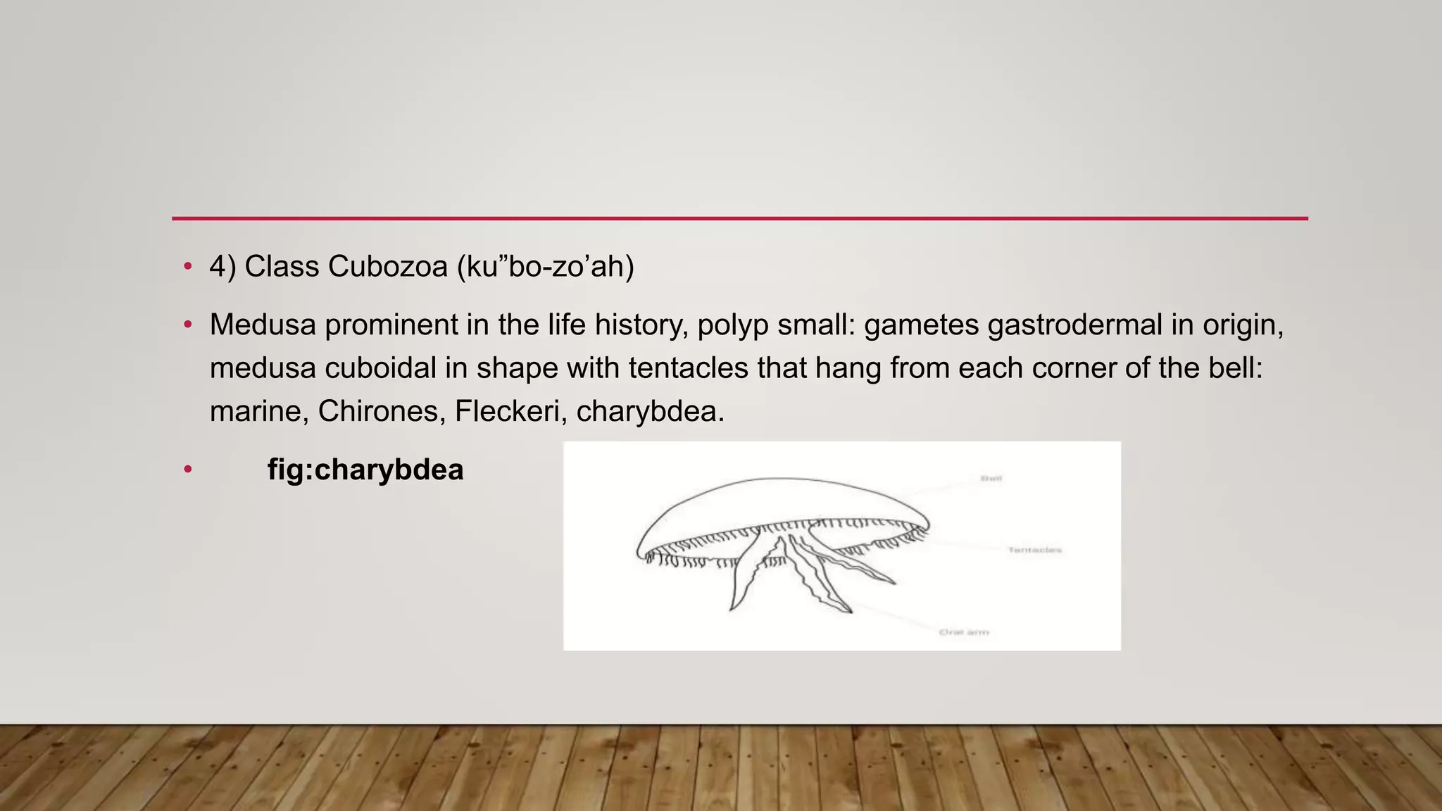 Classification of phylum Cnidaria upto class | PPTX
