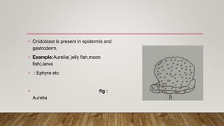 Classification of phylum Cnidaria upto class | PPTX