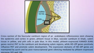 Cross-section of the fascicular cambium region of an arabidopsis inflorescence stem showing
the epidermis and cortex in green, phloem tissue in blue, vascular cambium in khaki, xylem
tissue in yellow, and pith cells in pale blue. In this model, phloem-expressed KANADI (KAN)
genes restrict PAT to the cambium and developing xylem regions, while HD-ZIP genes positively
influence PAT and promote xylem development. The expression domains of HD-ZIP genes are
maintained by auxin and by post-transcriptional gene silencing mediated by phloem-expressed
 