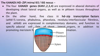 The KANADI/HD-ZIP/mirna165/166 nexus -
● The four KANADI genes (KAN1,2,3,4) are expressed in abaxial domains of
developing shoot lateral organs, as well as in phloem tissues throughout
the plant.
● On the other hand, five class iii hd-zip transcription factors
(athb15/corona, phabulosa, phavoluta, revoluta/interfascicular fibreless,
and athb8) are expressed in complementary domains, and function to
specify adaxial cell fate of shoot lateral organs, in addition to
promoting meristem function and xylem tissue formation.
 