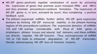 ● HD-ZIP genes positively regulate canalization of auxin by activating
the expression of genes that promote auxin transport (PINs and ARFs)
and thus promote procambium/cambium formation. The expression of
HD-ZIP genes is, in turn, activated by auxin, thus completing a positive
feedback cycle.
● The phloem-expressed miRNAs further define HD-ZIP gene expression
domains by limiting HD-ZIP transcript stability in the phloem-forming
regions of the procambium/cambium. The expression domains of miRNAs
165 and 166 overlap considerably with those of KAN genes in
Arabidopsis phloem tissues and abaxial leaf domains, and these miRNAs
can directly regulate HD-ZIP function. Thus, overexpression of miRNA
165 or 166 leads to enhanced degradation of HD-ZIP transcripts,
thereby phenocopying HD-ZIP loss-of-function mutants.
 