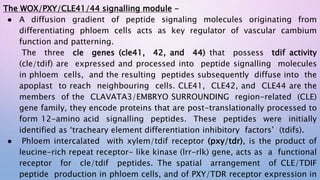 The WOX/PXY/CLE41/44 signalling module -
● A diffusion gradient of peptide signaling molecules originating from
differentiating phloem cells acts as key regulator of vascular cambium
function and patterning.
The three cle genes (cle41, 42, and 44) that possess tdif activity
(cle/tdif) are expressed and processed into peptide signalling molecules
in phloem cells, and the resulting peptides subsequently diffuse into the
apoplast to reach neighbouring cells. CLE41, CLE42, and CLE44 are the
members of the CLAVATA3/EMBRYO SURROUNDING region-related (CLE)
gene family, they encode proteins that are post-translationally processed to
form 12-amino acid signalling peptides. These peptides were initially
identified as ‘tracheary element differentiation inhibitory factors’ (tdifs).
● Phloem intercalated with xylem/tdif receptor (pxy/tdr), is the product of
leucine-rich repeat receptor- like kinase (lrr-rlk) gene, acts as a functional
receptor for cle/tdif peptides. The spatial arrangement of CLE/TDIF
peptide production in phloem cells, and of PXY/TDR receptor expression in
 