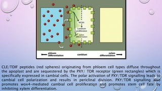 CLE/TDIF peptides (red spheres) originating from phloem cell types diffuse throughout
the apoplast and are sequestered by the PXY/ TDR receptor (green rectangles) which is
specifically expressed in cambial cells. The polar activation of PXY/TDR signalling leads to
cambial cell polarization and results in periclinal division. PXY/TDR signalling also
promotes wox4-mediated cambial cell proliferation and promotes stem cell fate by
inhibiting xylem differentiation.
 