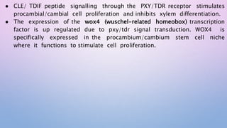 ● CLE/ TDIF peptide signalling through the PXY/TDR receptor stimulates
procambial/cambial cell proliferation and inhibits xylem differentiation.
● The expression of the wox4 (wuschel-related homeobox) transcription
factor is up regulated due to pxy/tdr signal transduction. WOX4 is
specifically expressed in the procambium/cambium stem cell niche
where it functions to stimulate cell proliferation.
 