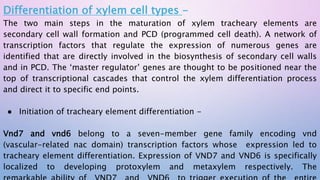 Differentiation of xylem cell types -
The two main steps in the maturation of xylem tracheary elements are
secondary cell wall formation and PCD (programmed cell death). A network of
transcription factors that regulate the expression of numerous genes are
identified that are directly involved in the biosynthesis of secondary cell walls
and in PCD. The ‘master regulator’ genes are thought to be positioned near the
top of transcriptional cascades that control the xylem differentiation process
and direct it to specific end points.
● Initiation of tracheary element differentiation -
Vnd7 and vnd6 belong to a seven-member gene family encoding vnd
(vascular-related nac domain) transcription factors whose expression led to
tracheary element differentiation. Expression of VND7 and VND6 is specifically
localized to developing protoxylem and metaxylem respectively. The
 