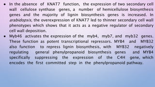 ● In the absence of KNAT7 function, the expression of two secondary cell
wall cellulose synthase genes, a number of hemicellulose biosynthesis
genes and the majority of lignin biosynthesis genes is increased. In
arabidopsis, the overexpression of KNAT7 led to thinner secondary cell wall
phenotypes which shows that it acts as a negative regulator of secondary
cell wall deposition.
● Myb46 activates the expression of the myb4, myb7, and myb32 genes.
These function as potent transcriptional repressors. MYB4 and MYB32
also function to repress lignin biosynthesis, with MYB32 negatively
regulating general phenylpropanoid biosynthesis genes and MYB4
specifically suppressing the expression of the C4H gene, which
encodes the first committed step in the phenylpropanoid pathway.
 