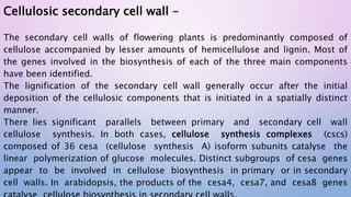 Cellulosic secondary cell wall -
The secondary cell walls of flowering plants is predominantly composed of
cellulose accompanied by lesser amounts of hemicellulose and lignin. Most of
the genes involved in the biosynthesis of each of the three main components
have been identified.
The lignification of the secondary cell wall generally occur after the initial
deposition of the cellulosic components that is initiated in a spatially distinct
manner.
There lies significant parallels between primary and secondary cell wall
cellulose synthesis. In both cases, cellulose synthesis complexes (cscs)
composed of 36 cesa (cellulose synthesis A) isoform subunits catalyse the
linear polymerization of glucose molecules. Distinct subgroups of cesa genes
appear to be involved in cellulose biosynthesis in primary or in secondary
cell walls. In arabidopsis, the products of the cesa4, cesa7, and cesa8 genes
 