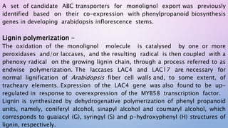 A set of candidate ABC transporters for monolignol export was previously
identified based on their co-expression with phenylpropanoid biosynthesis
genes in developing arabidopsis inflorescence stems.
Lignin polymerization -
The oxidation of the monolignol molecule is catalysed by one or more
peroxidases and/or laccases, and the resulting radical is then coupled with a
phenoxy radical on the growing lignin chain, through a process referred to as
endwise polymerization. The laccases LAC4 and LAC17 are necessary for
normal lignification of Arabidopsis fiber cell walls and, to some extent, of
tracheary elements. Expression of the LAC4 gene was also found to be up-
regulated in response to overexpression of the MYB58 transcription factor.
Lignin is synthesized by dehydrogenative polymerization of phenyl propanoid
units, namely, coniferyl alcohol, sinapyl alcohol and coumaryl alcohol, which
corresponds to guaiacyl (G), syringyl (S) and p-hydroxyphenyl (H) structures of
lignin, respectively.
 